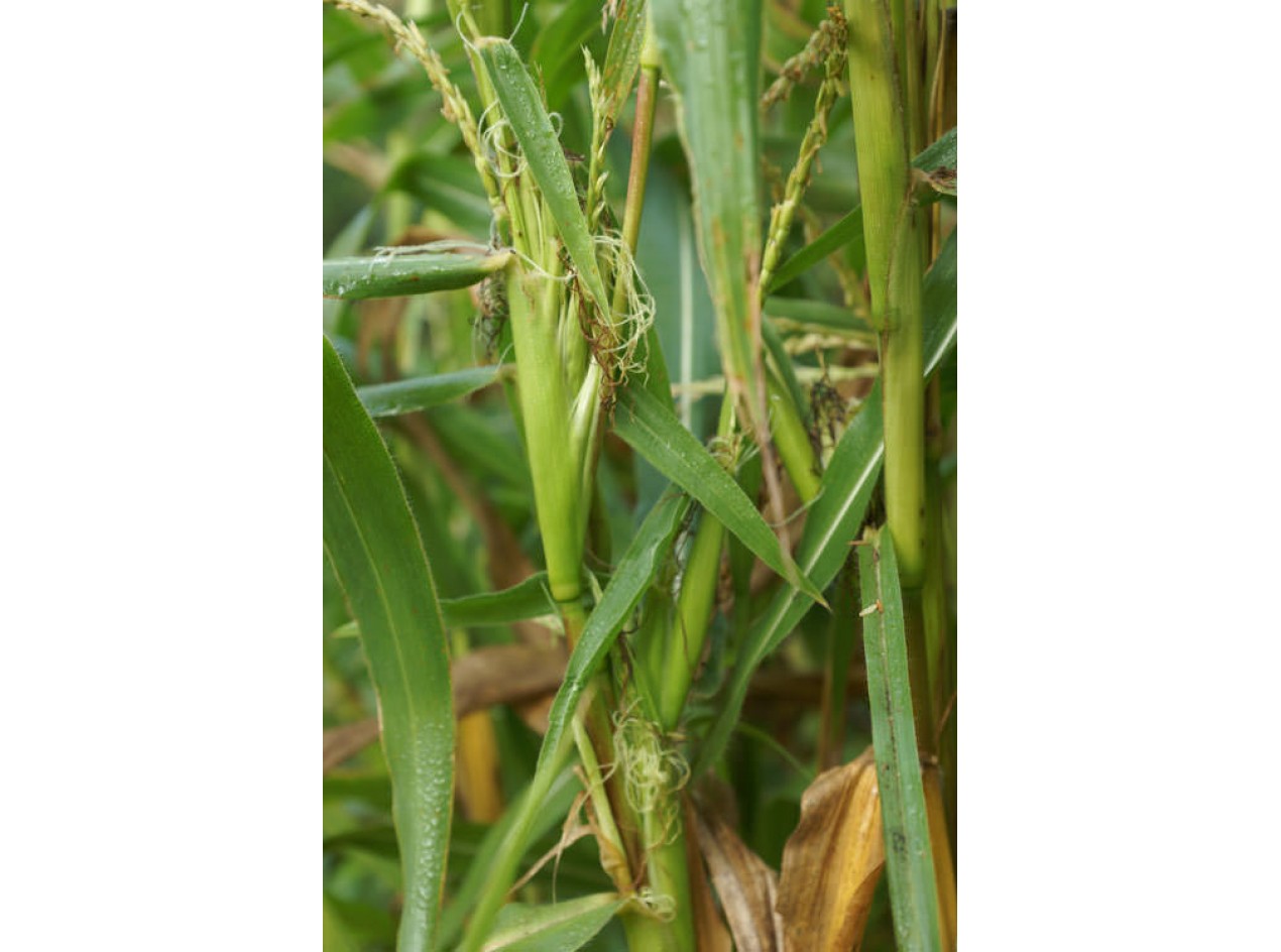 Northern Highland Teosinte Seeds