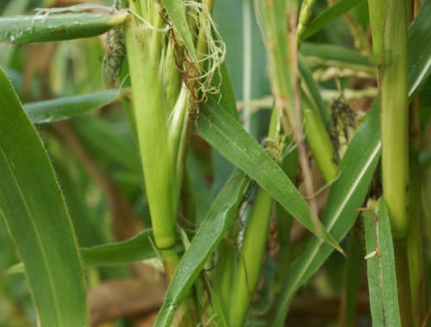 Northern Highland Teosinte Seeds