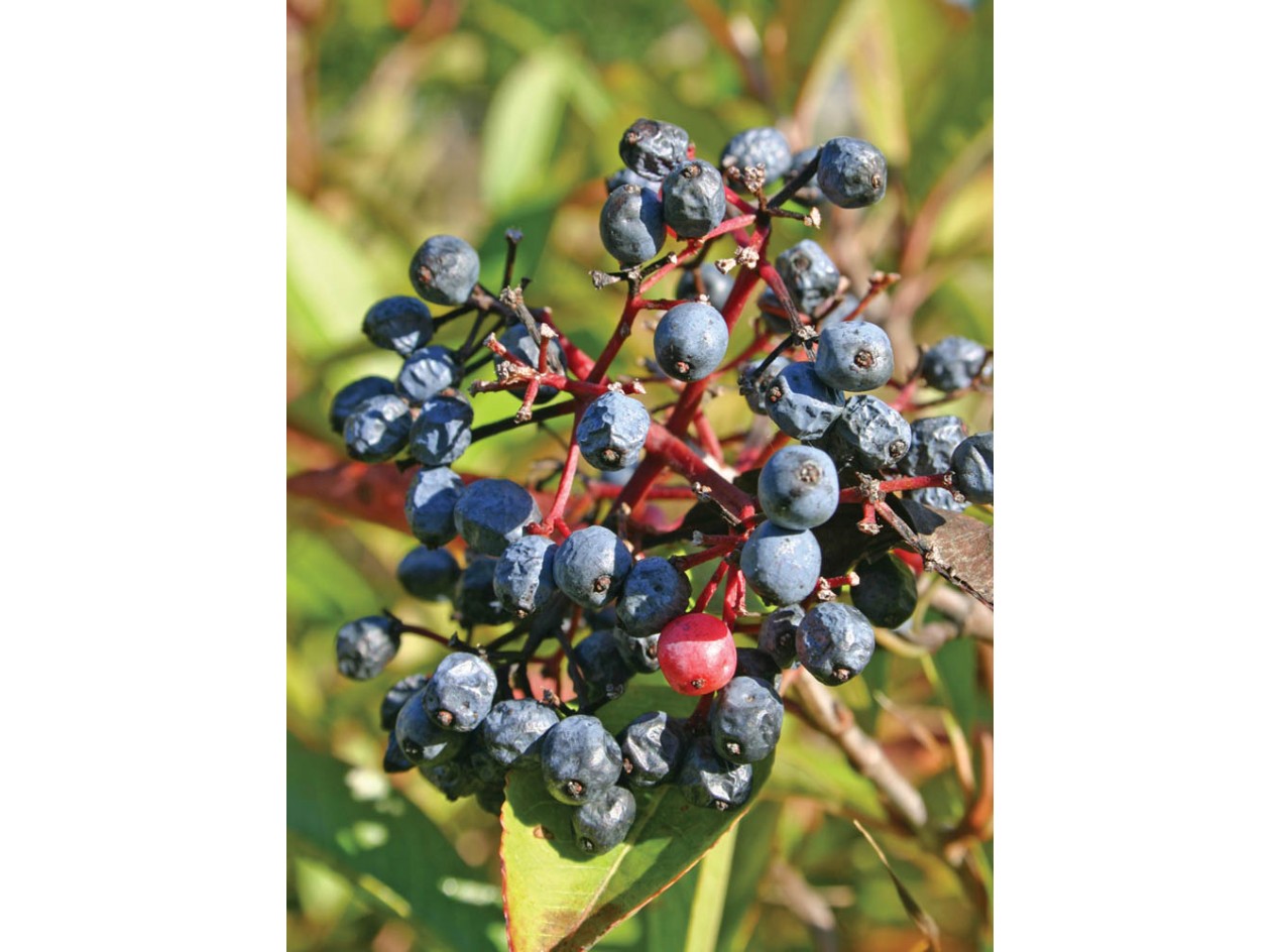 Northern Wild Raisin Seeds