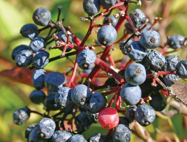 Northern Wild Raisin Seeds