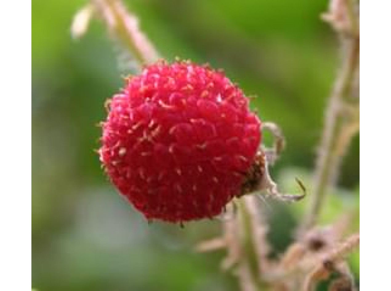 Thimbleberry Seeds