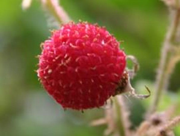 Thimbleberry Seeds