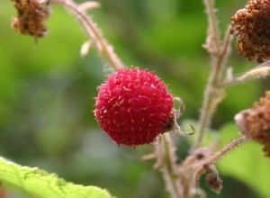Pink Thimbleberry Seeds