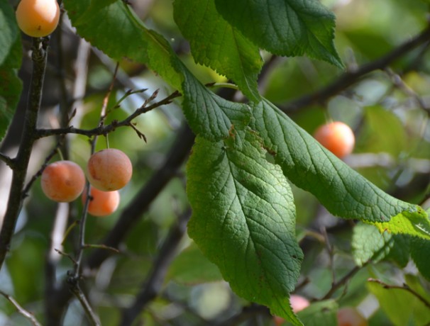 Mexican Plum