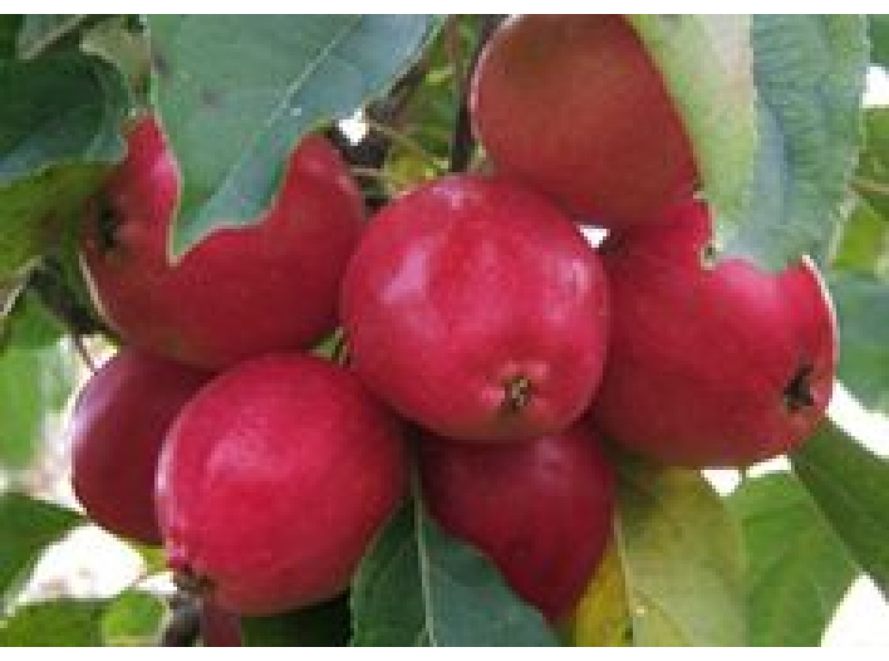 Ranetka Crabapple Seeds