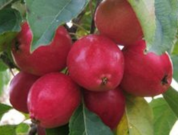 Ranetka Crabapple Seeds Ranetka Crabapple Seeds