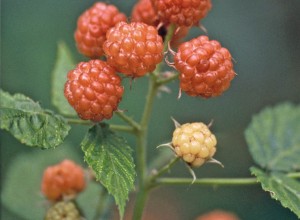 Yellow Black Raspberry Seeds