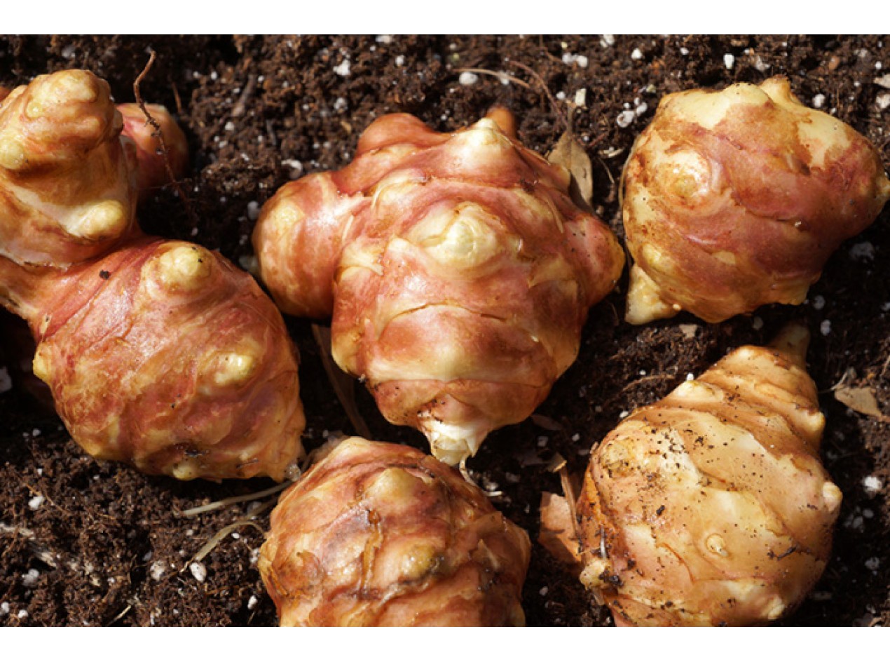Red Ball Sunchoke