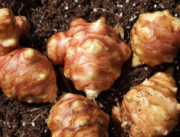 Red Ball Sunchoke