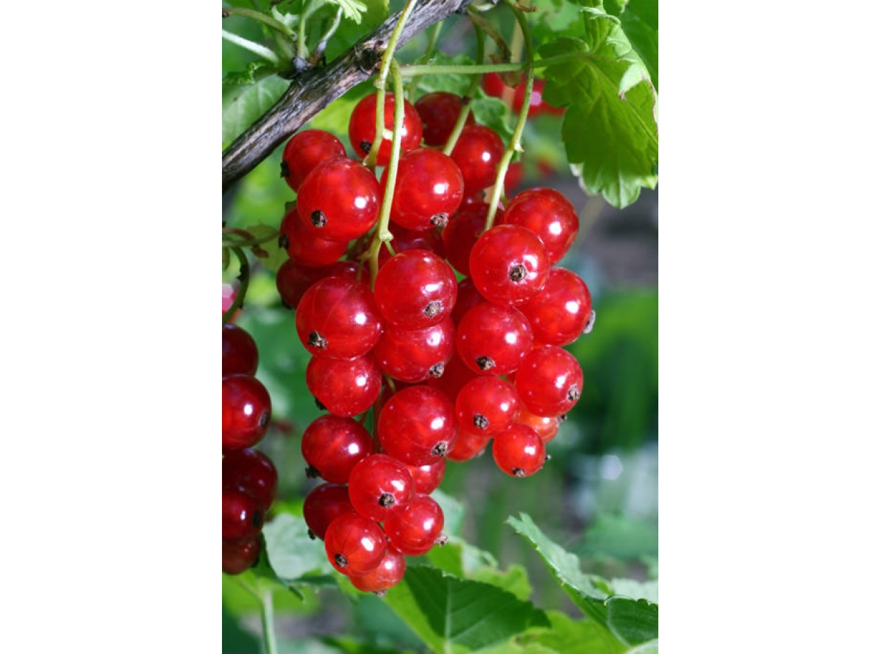 Red Currant