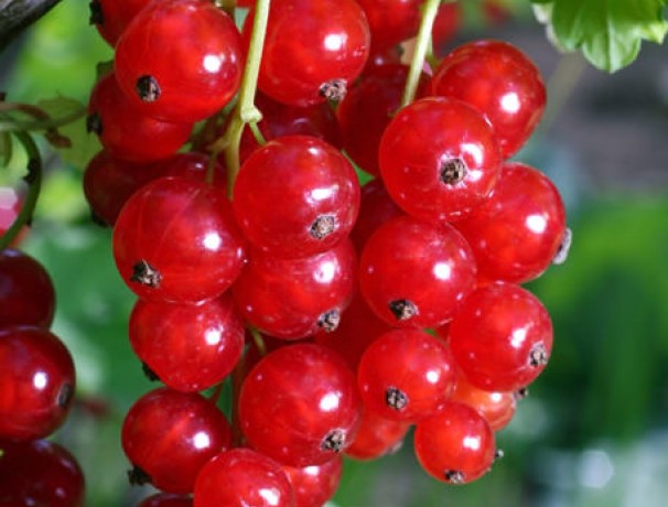 Red Currant