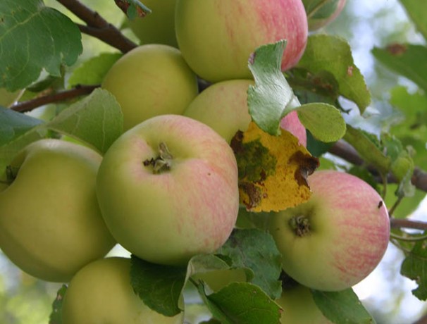 Wild Apple Seeds Wild Apple Seeds