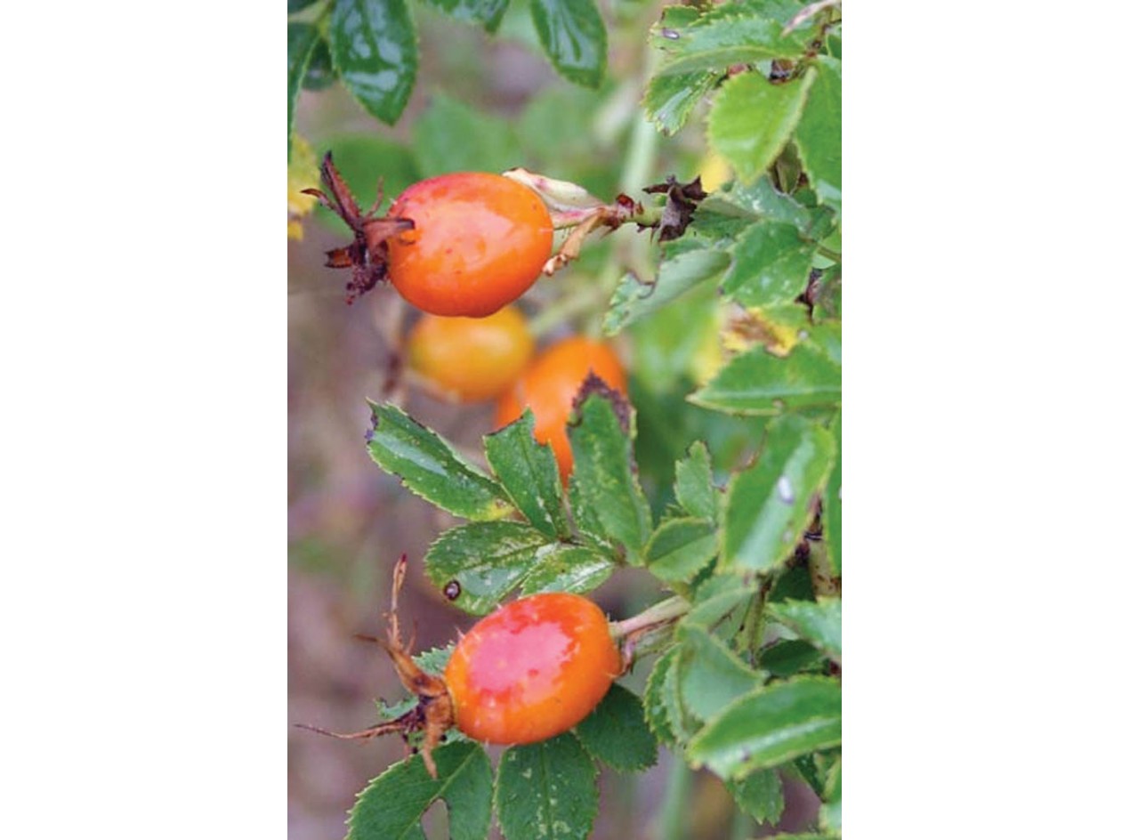 Big Hip Rose Seeds