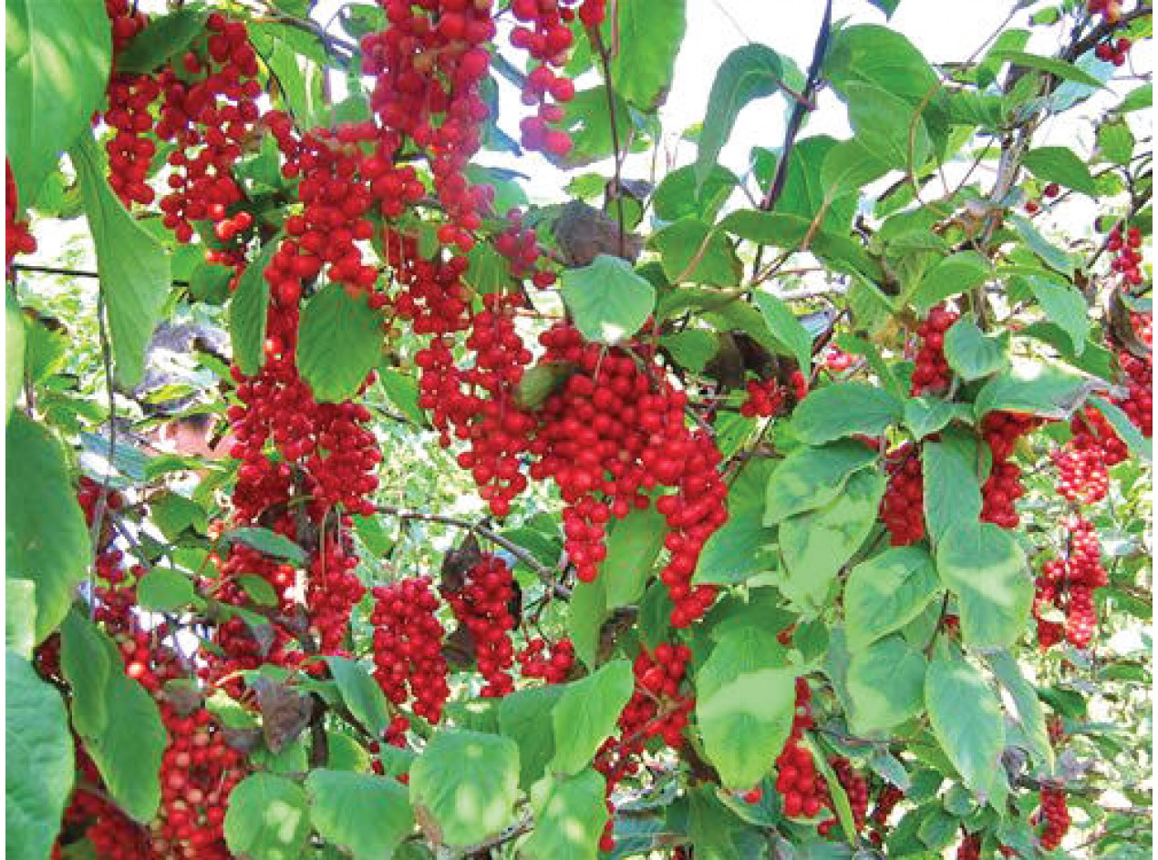 Schisandra Berry