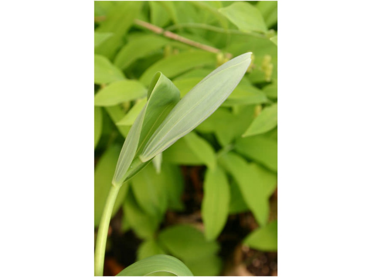 Giant Solomon's Seal