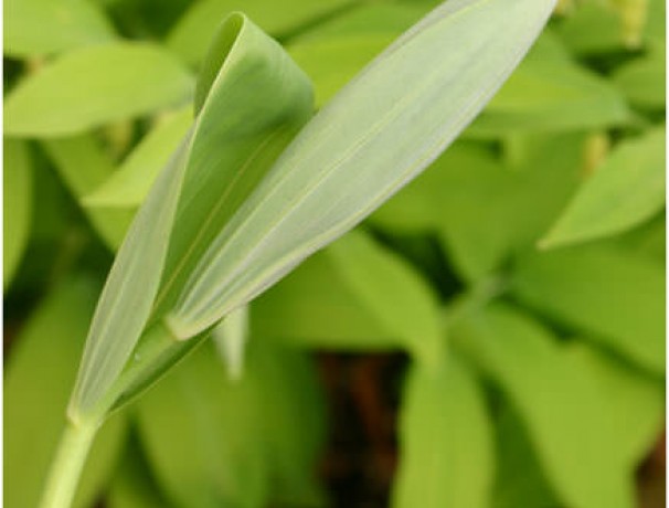 Giant Solomon's Seal Giant Solomon's Seal