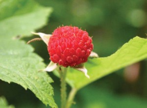 Thimbleberry