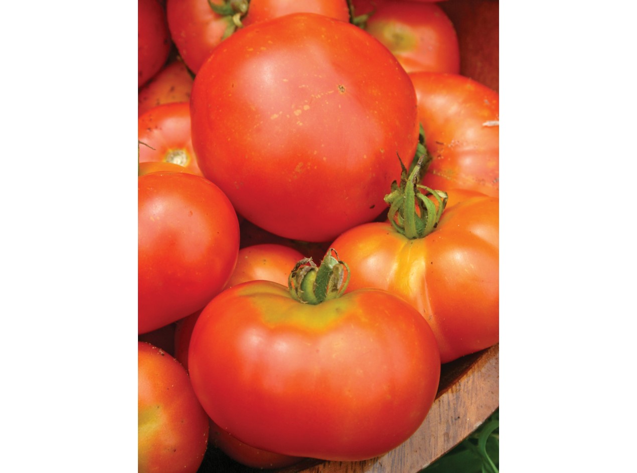 Sibirski Skorospely Tomato