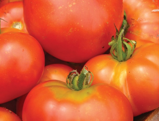 Sibirski Skorospely Tomato