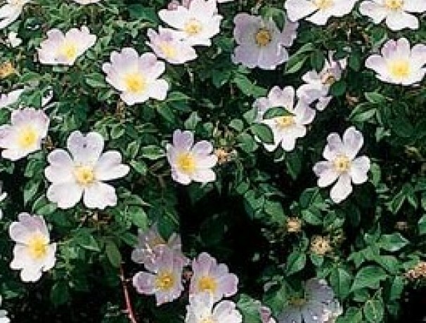 Wild Thang Rose Seeds