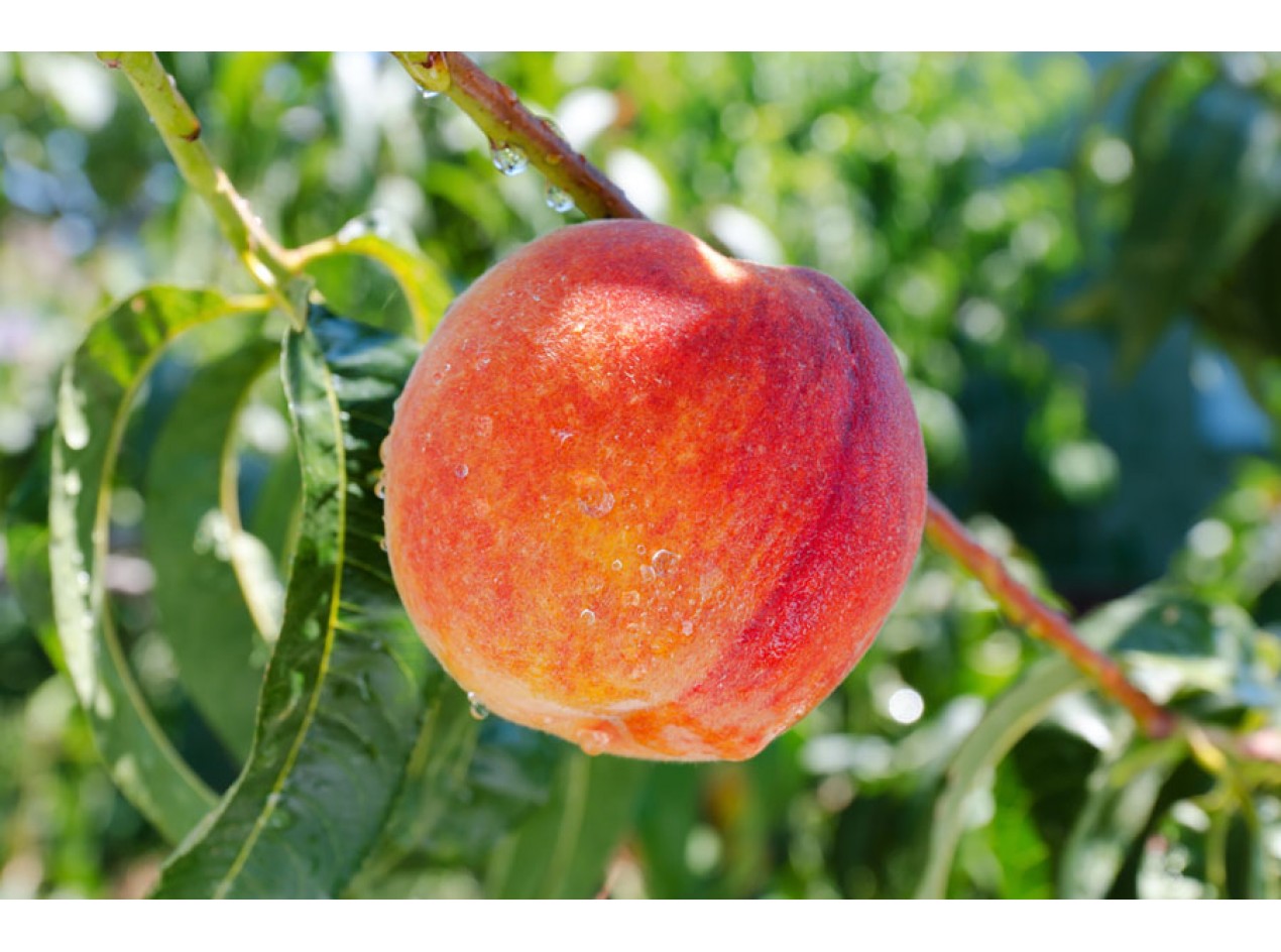 Wisconsin Peach