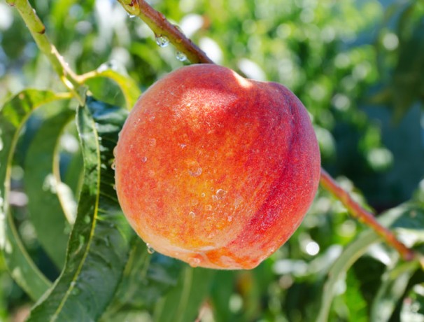 Wisconsin Peach
