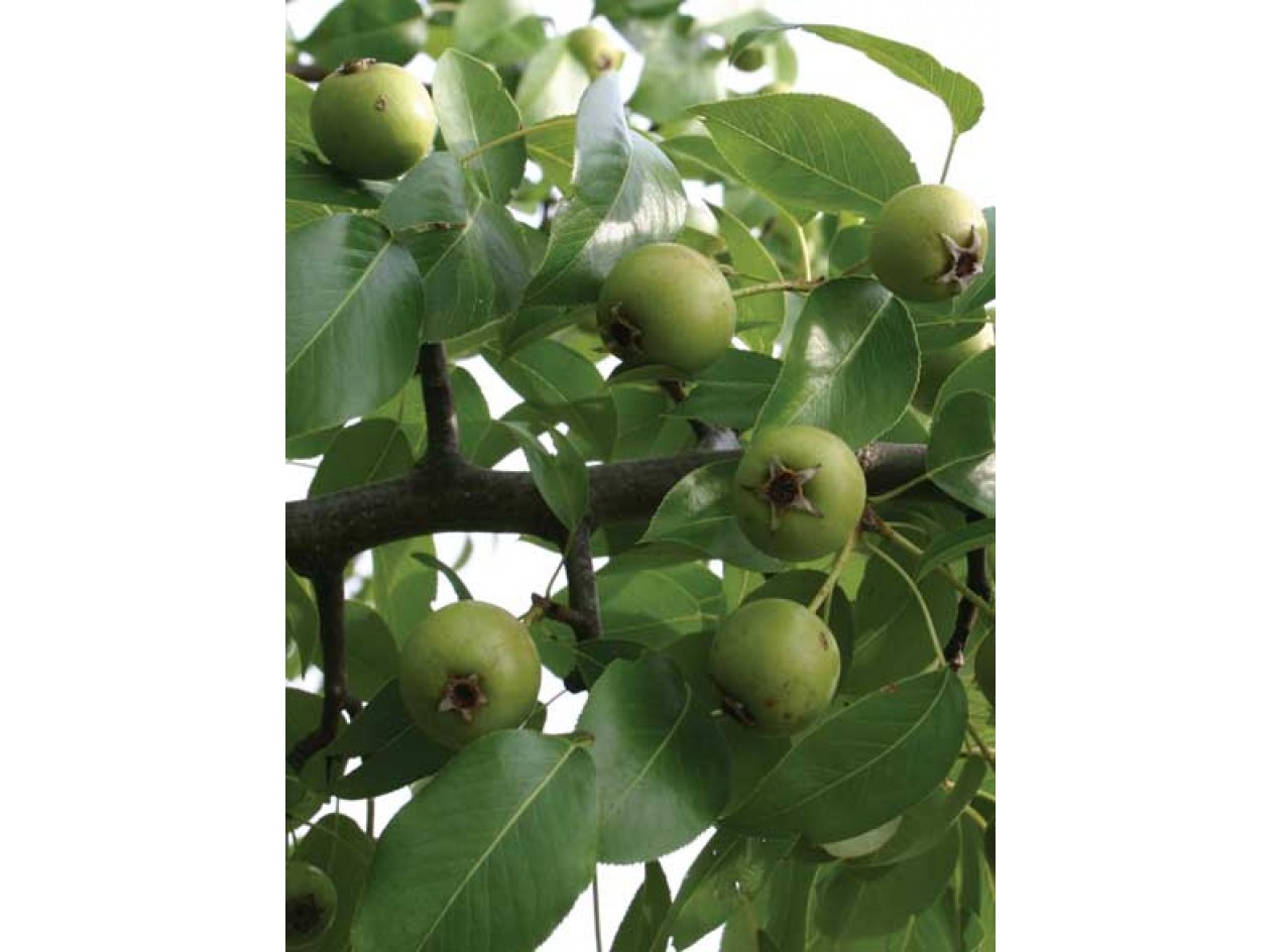 Almond-Leaf Pear Seeds