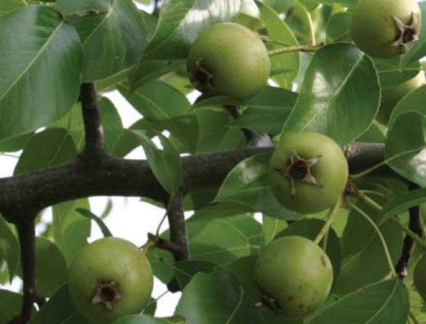 Almond-Leaf Pear Seeds Almond-Leaf Pear Seeds