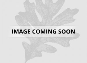 Wisconsin Oriental Arborvitae