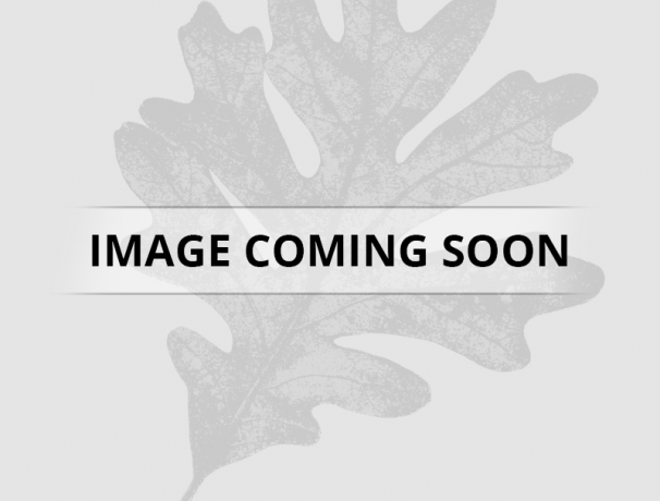 Red Willow Oak Red Willow Oak