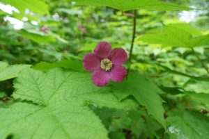 PinkThimbleberry
