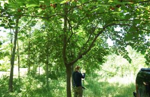 Mulberrypicking